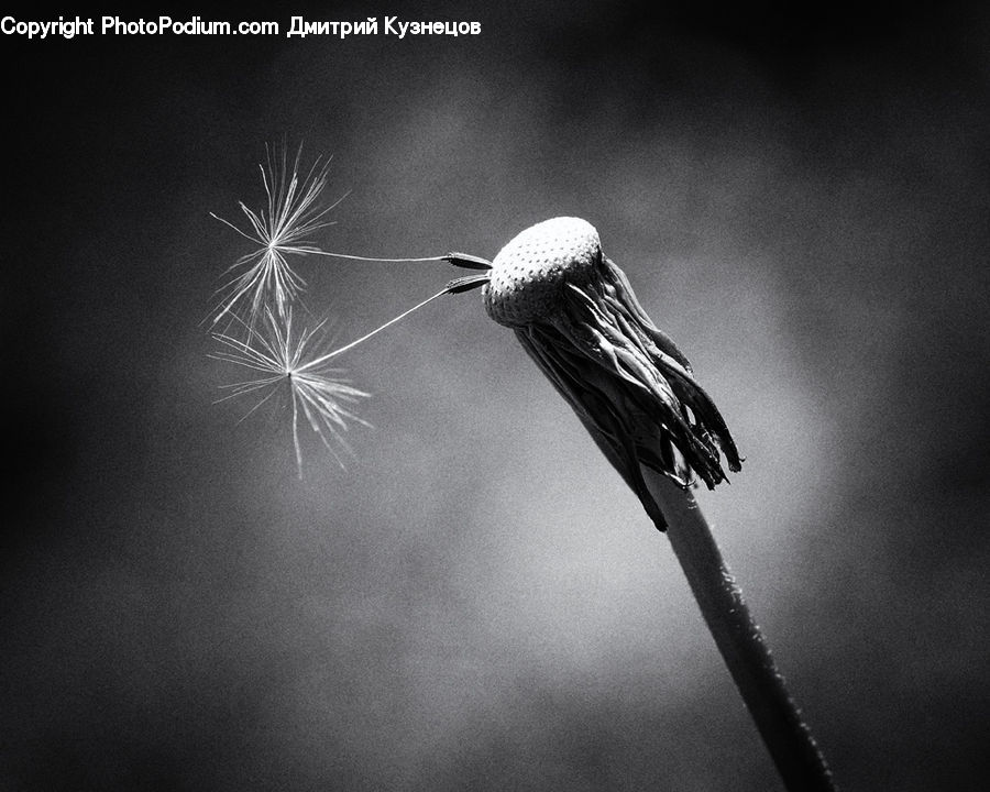 Invertebrate, Snail, Bird, Pelican, Wren, Cap, Hat