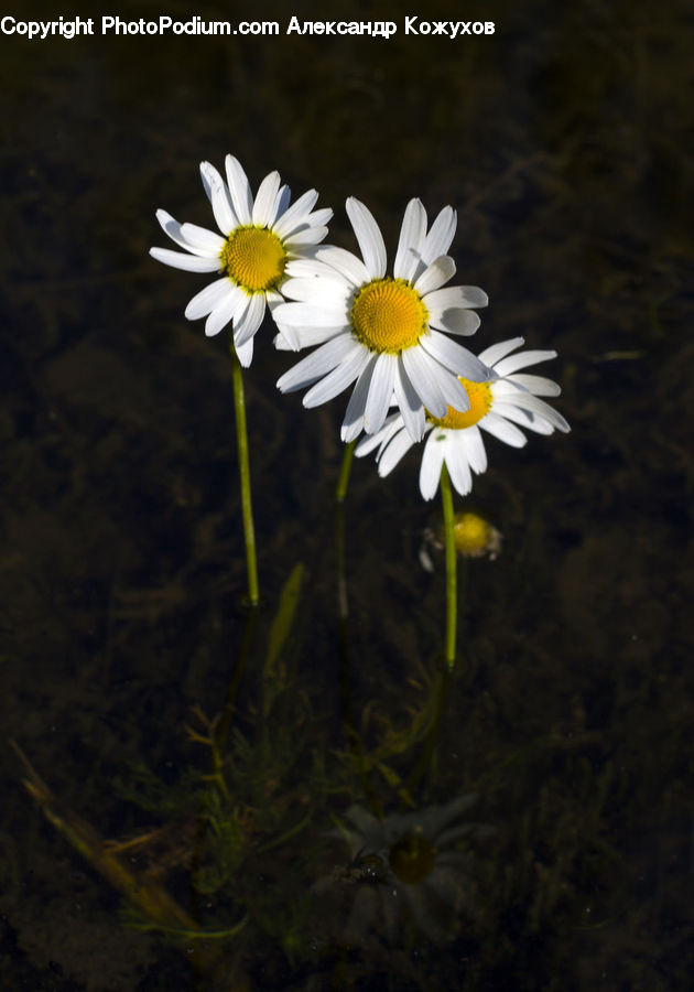 Amphibian, Tadpole, Daisies, Daisy, Flower, Plant, Blossom