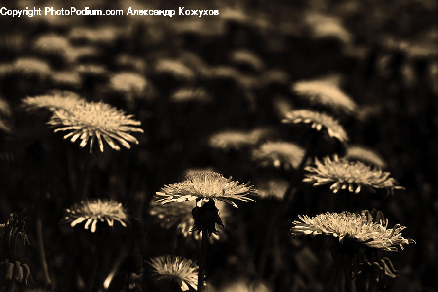 Plant, Potted Plant, Dandelion, Flower, Field, Grass, Grassland