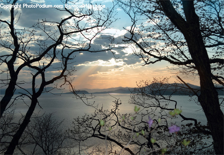 Plant, Tree, Blossom, Flora, Flower, Landscape, Nature