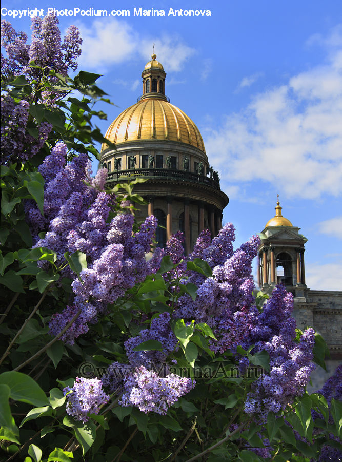 Blossom, Flower, Lilac, Plant, Architecture, Dome, Flora