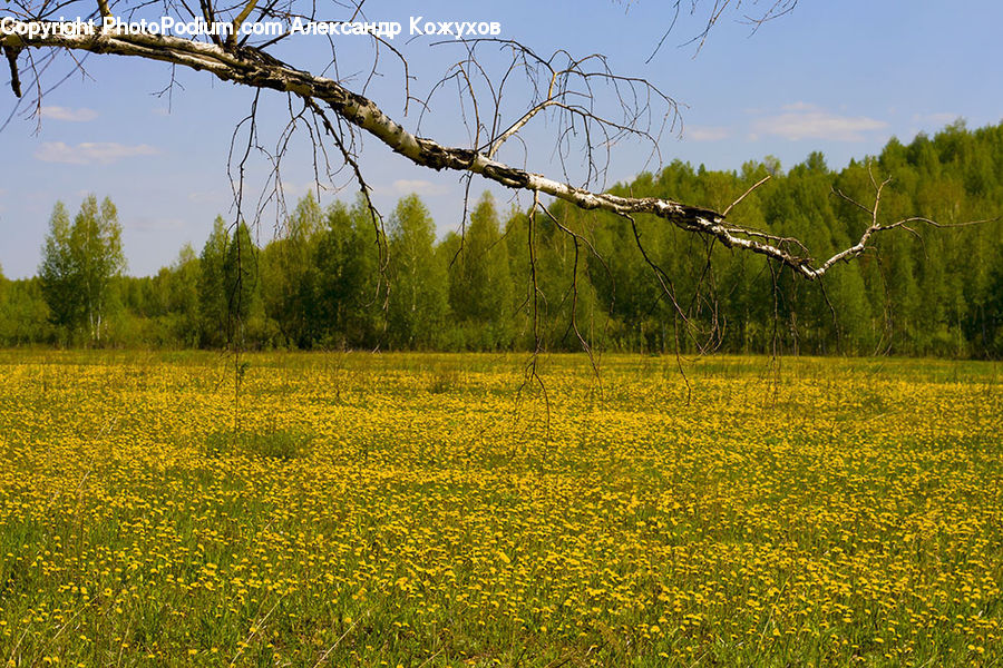 Field, Grass, Grassland, Meadow, Outdoors, Pasture, Land