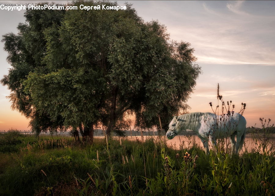 Bush, Plant, Vegetation, Animal, Cattle, Cow, Dairy Cow