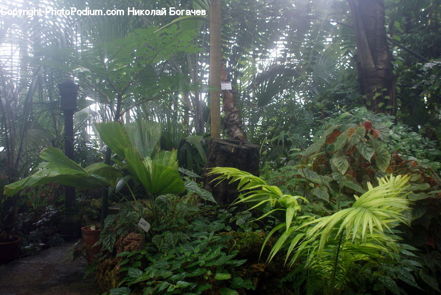 Forest, Jungle, Rainforest, Vegetation, People, Person, Human
