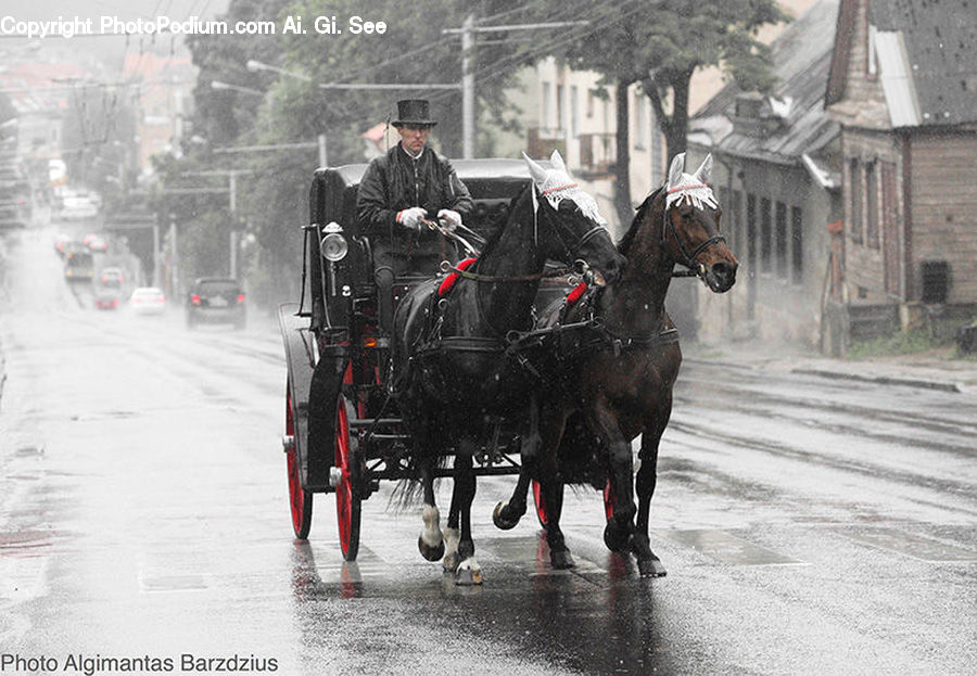 People, Person, Human, Animal, Horse, Mammal, Motor
