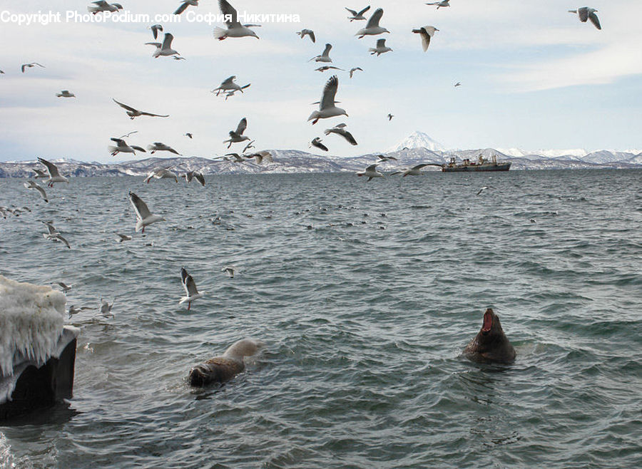 Albatross, Bird, Seagull, Pelican, Coast, Outdoors, Sea