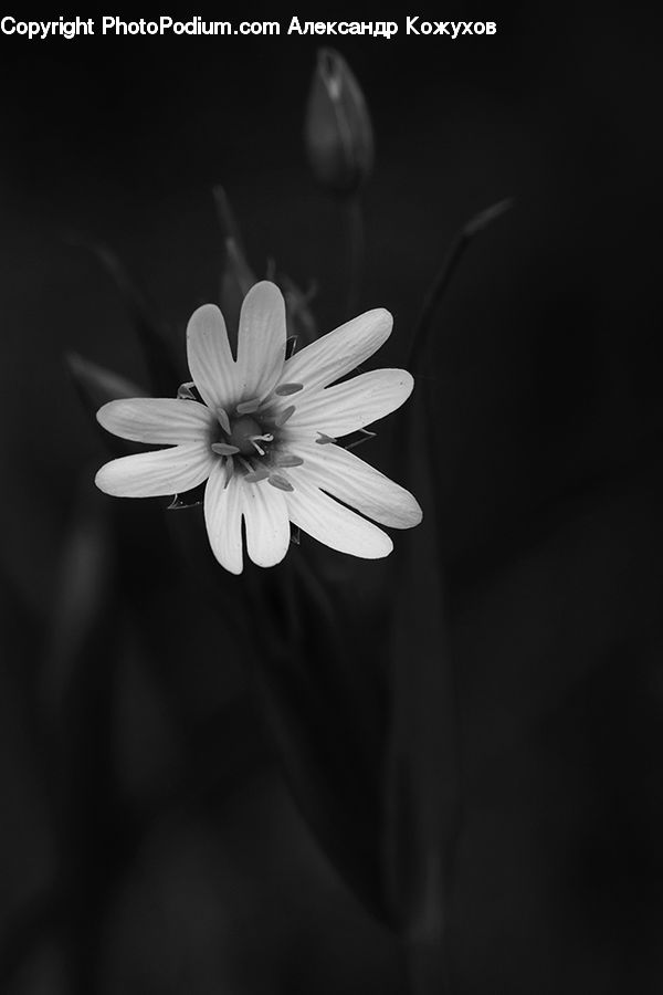 Daisies, Daisy, Flower, Plant, Cosmos, Blossom, Flora