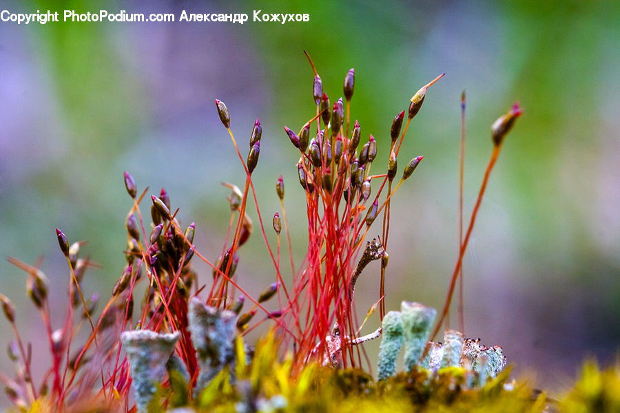 Moss, Plant, Blossom, Flora, Flower, Field, Grass