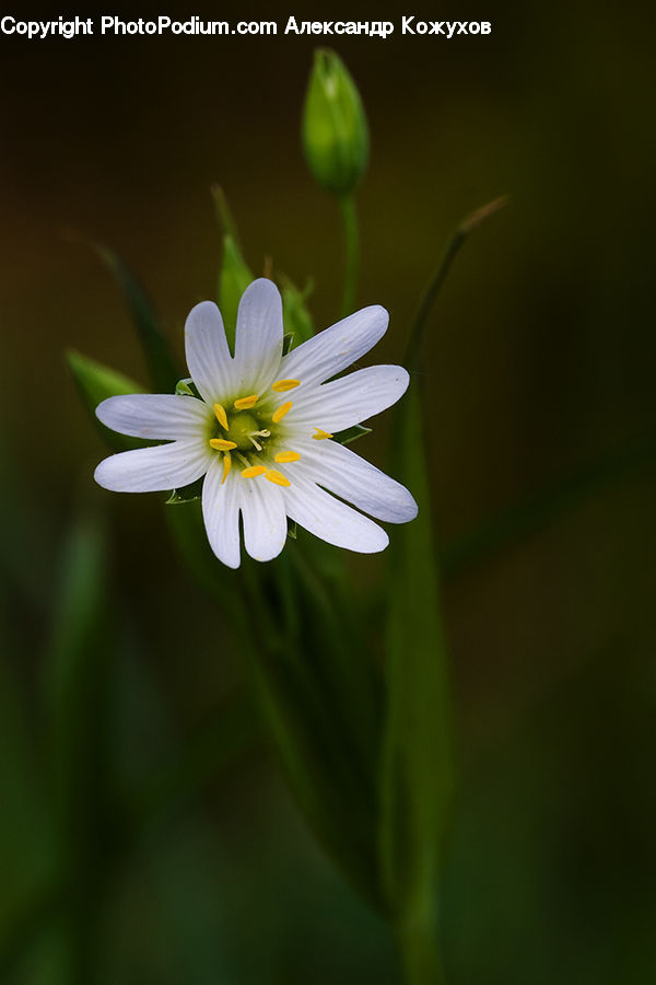 Daisies, Daisy, Flower, Plant, Blossom, Flora, Fiber