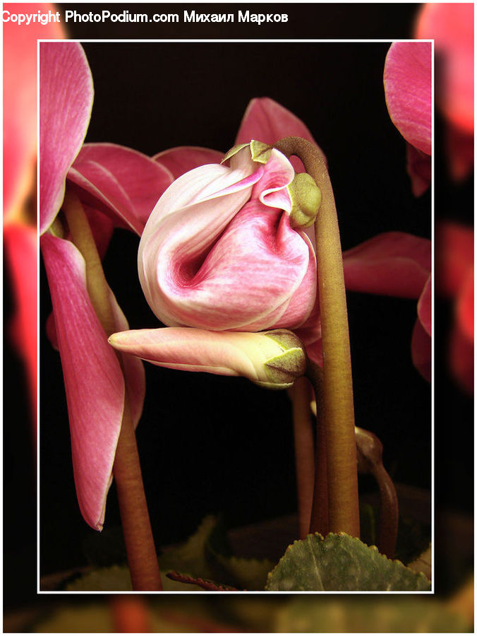 Blossom, Flora, Flower, Petal, Plant, Gift, Anthurium