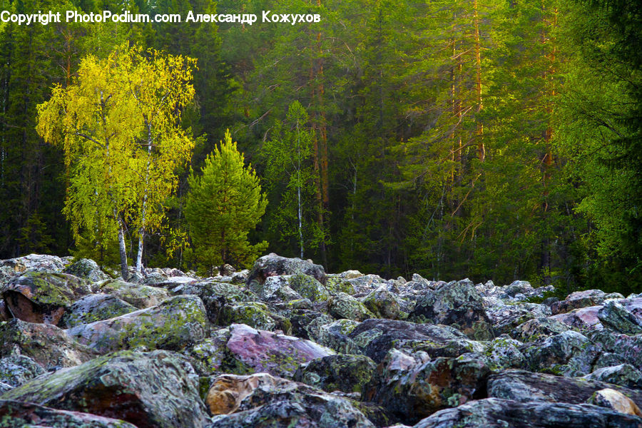 Rock, Conifer, Fir, Plant, Tree, Creek, Outdoors
