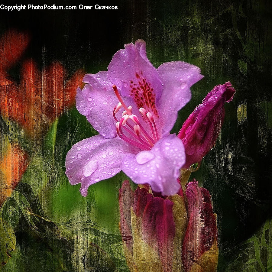 Blossom, Flora, Flower, Geranium, Plant, Brick, Crocus