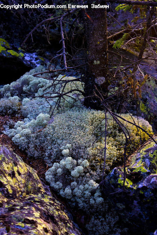 People, Person, Human, Coral Reef, Outdoors, Reef, Sea