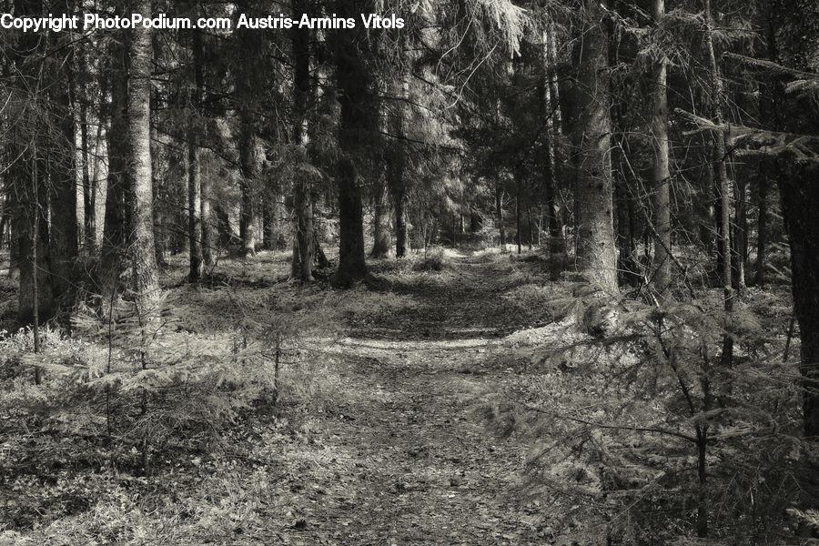 Forest, Vegetation, Grove, Land, Path, Trail, Plant