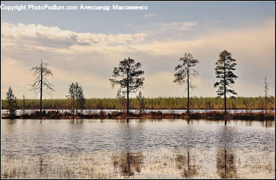Flood, Conifer, Larch, Tree, Wood, Land, Marsh