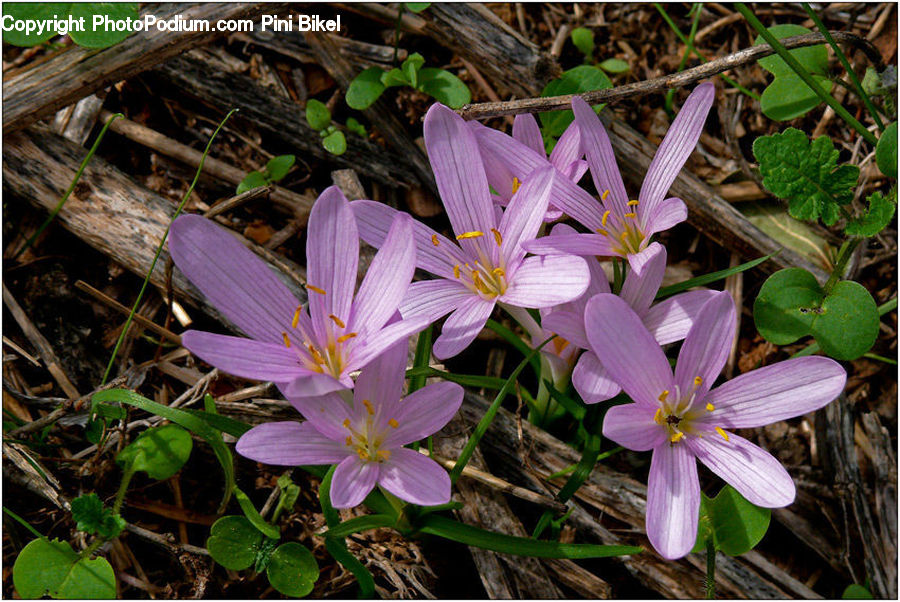 Blossom, Crocus, Flora, Flower, Plant, Geranium, Leaf