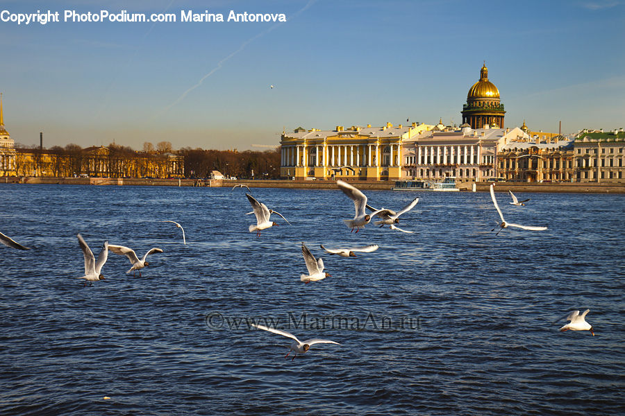 Architecture, Dome, Albatross, Bird, Seagull, Crane Bird, Heron