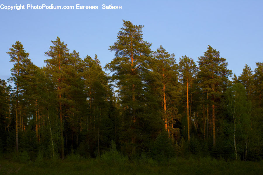 Conifer, Larch, Tree, Wood, Fir, Plant, Pine