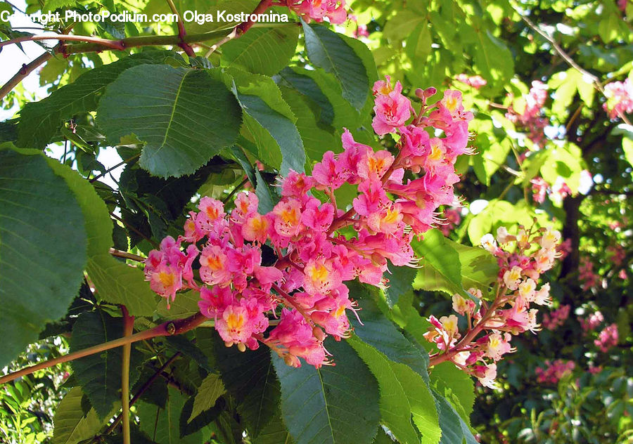 Plant, Vine, Blossom, Flora, Flower, Potted Plant, Algae