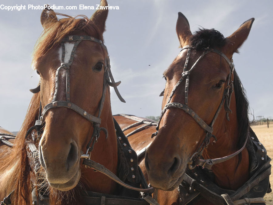 Animal, Horse, Mammal, Equestrian, Person, Face