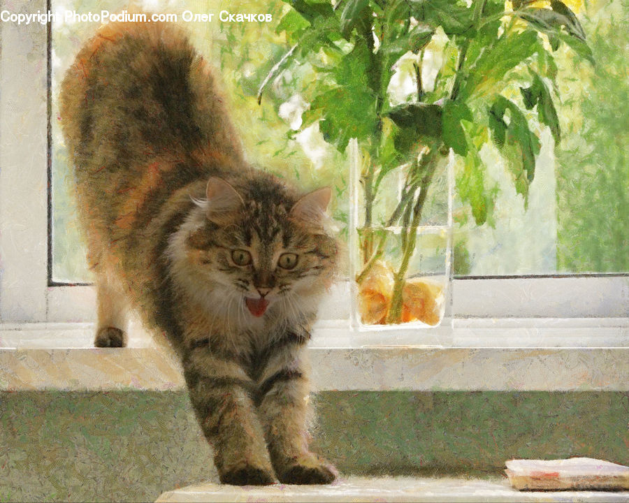 Animal, Cat, Kitten, Mammal, Pet, Manx, Abyssinian