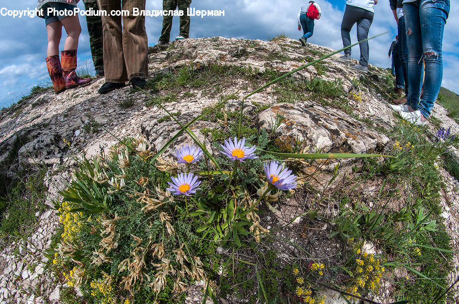 People, Person, Human, Aster, Blossom, Flower, Plant