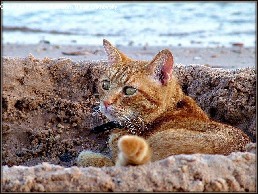 Abyssinian, Animal, Cat, Mammal, Pet