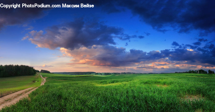 Field, Grass, Grassland, Land, Outdoors, Plant, Dirt Road