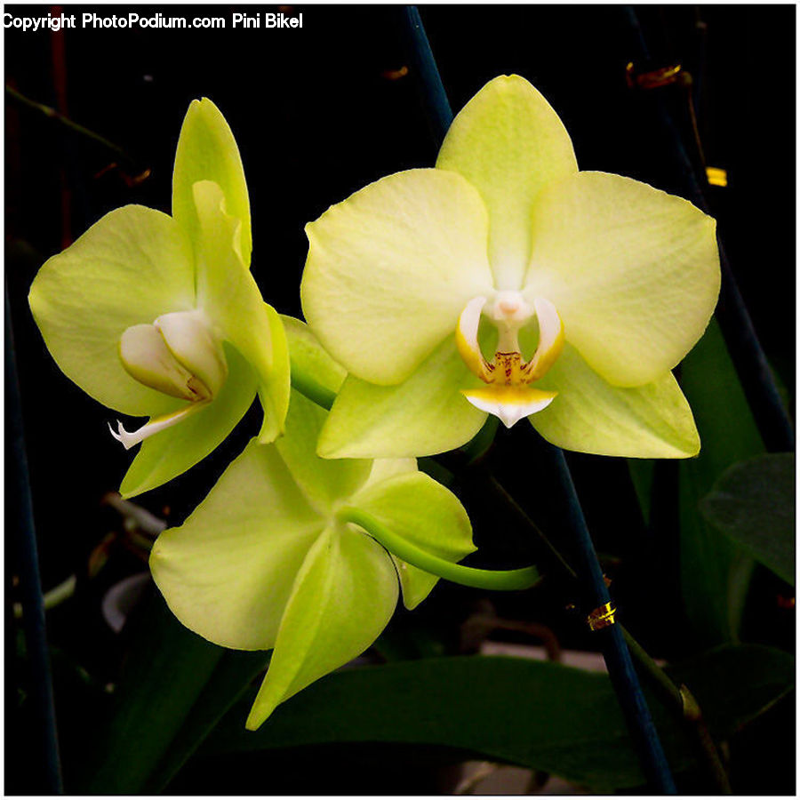 Blossom, Flora, Flower, Orchid, Plant, Gladiolus, Flower Arrangement