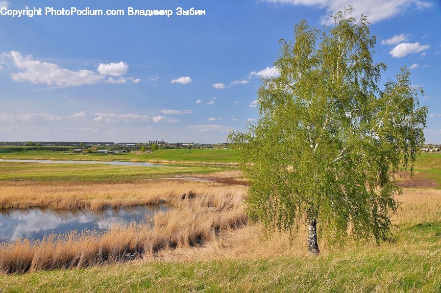 Field, Grass, Grassland, Land, Outdoors, Marsh, Swamp