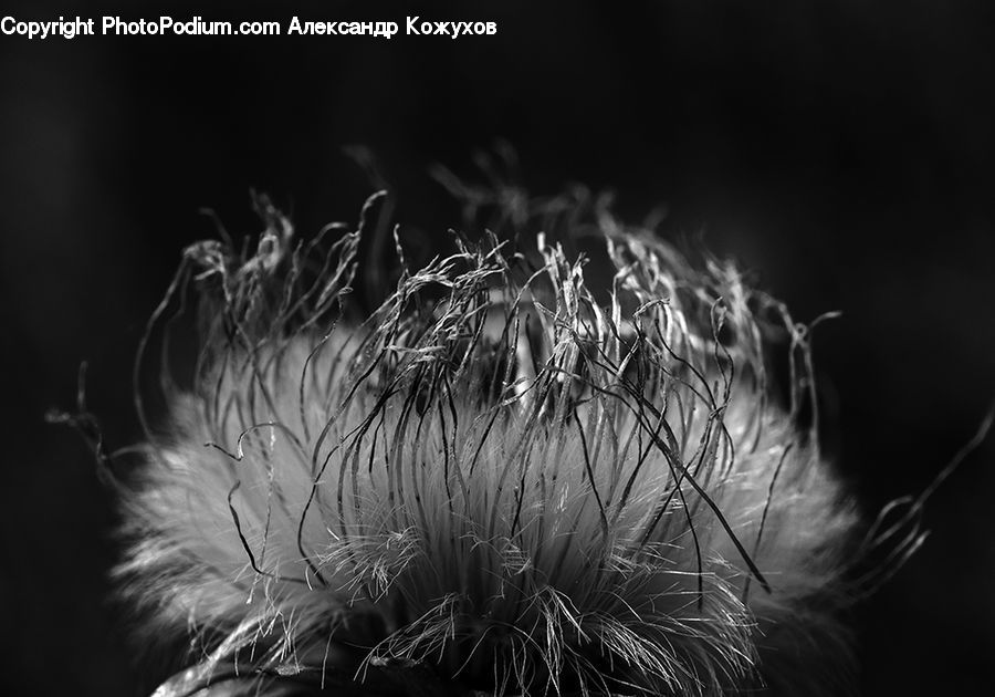 Fireworks, Night, Dandelion, Flower, Plant, Blossom, Flora