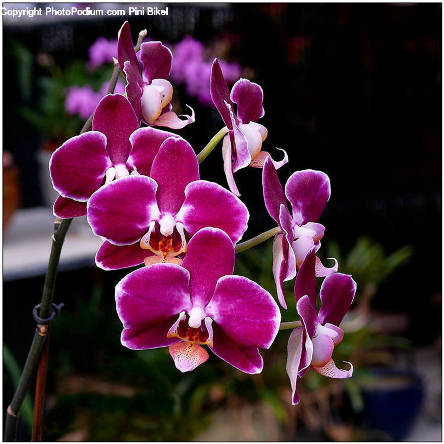 Blossom, Flora, Flower, Plant, Geranium, Orchid, Petal