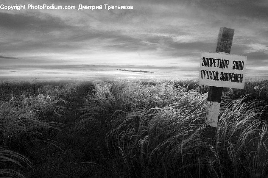 Grass, Plant, Reed, Grain, Wheat, Field, Grassland