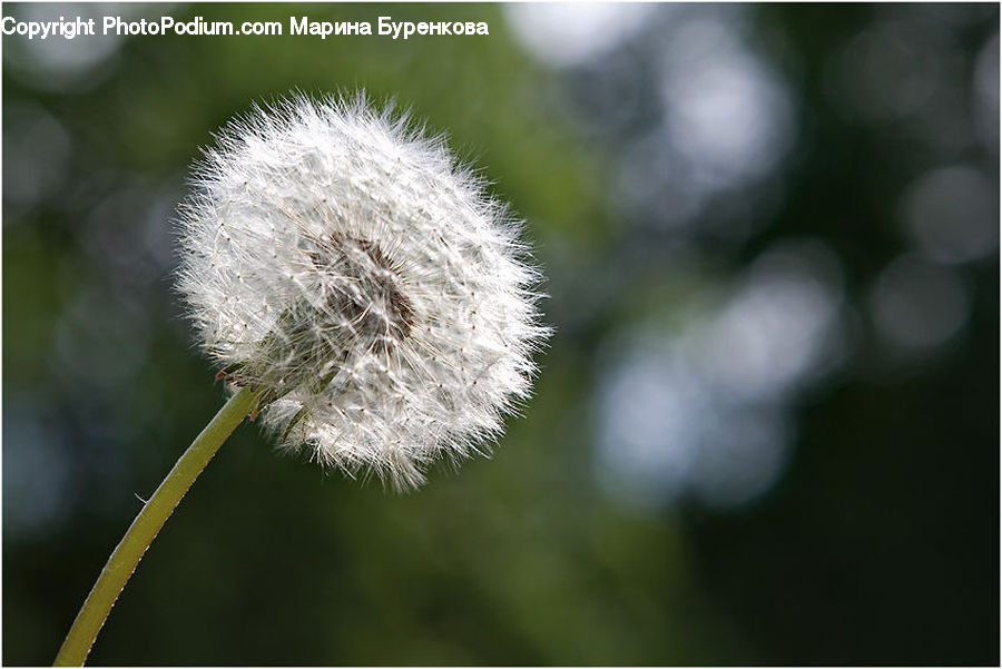 Dandelion, Flower, Plant, Blossom, Flora, Daisies, Daisy
