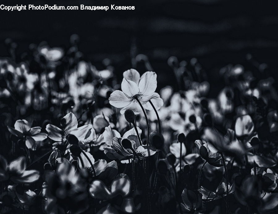 Blossom, Daffodil, Flora, Flower, Plant, Fiber, Flax