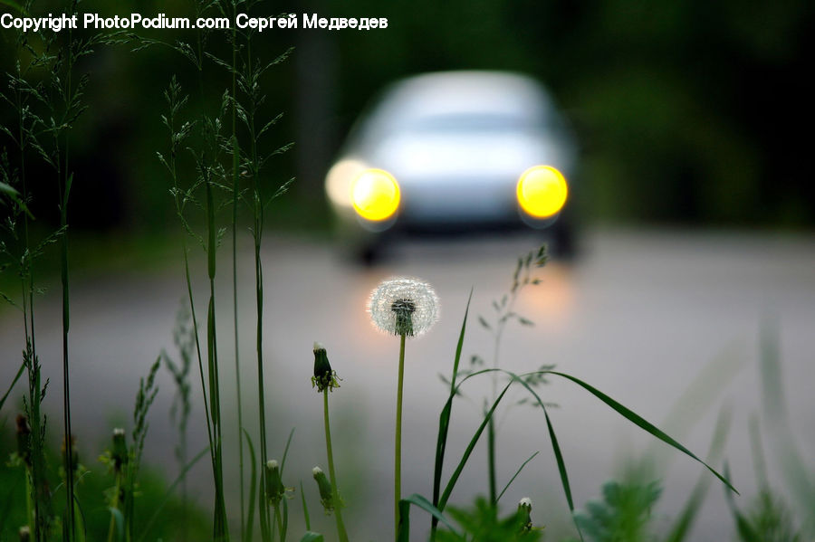 Field, Grass, Grassland, Plant, Dill, Moss, Weed