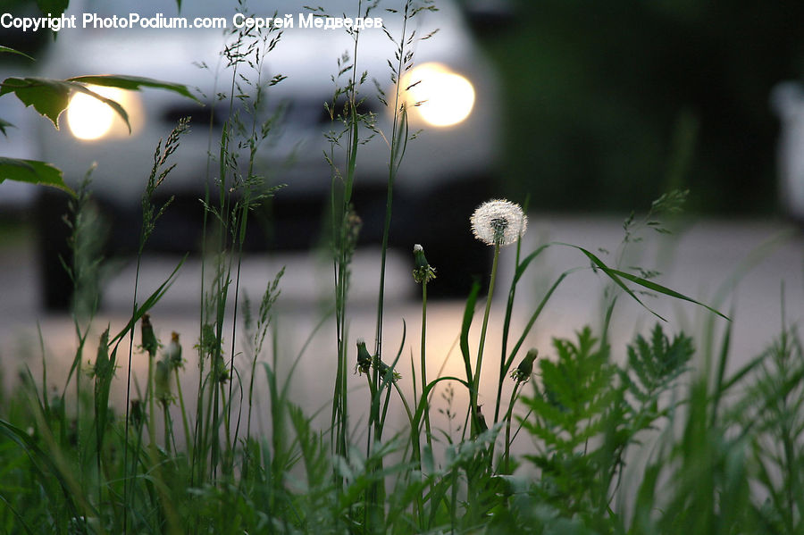 Field, Grass, Grassland, Plant, Weed, Dandelion, Flower