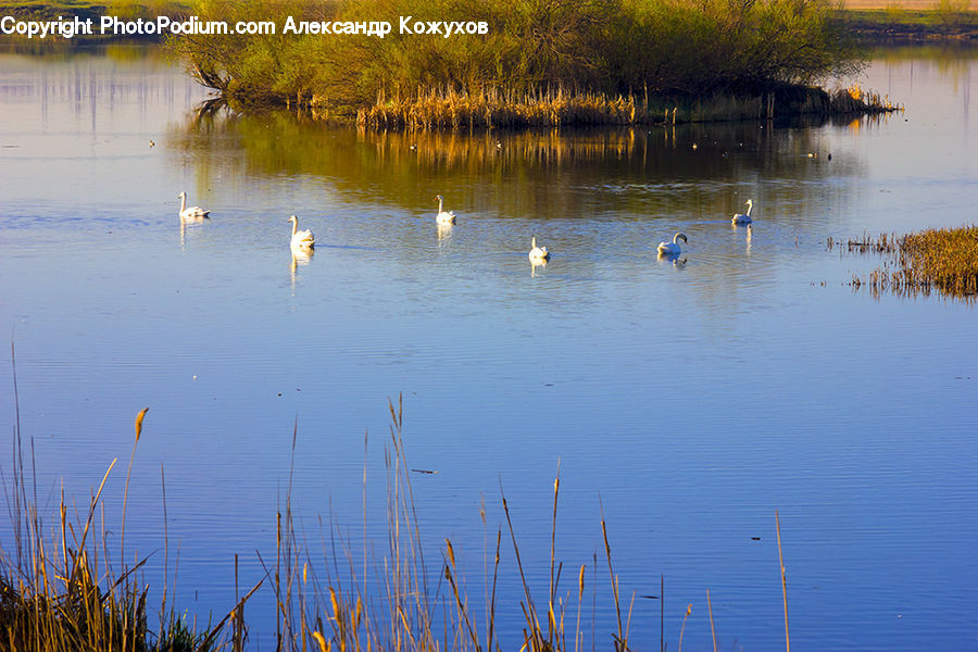 Land, Marsh, Outdoors, Swamp, Water, Grass, Plant