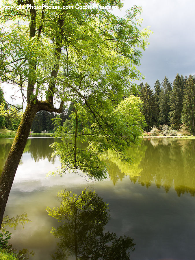 Outdoors, Pond, Water, Plant, Tree, Bush, Vegetation