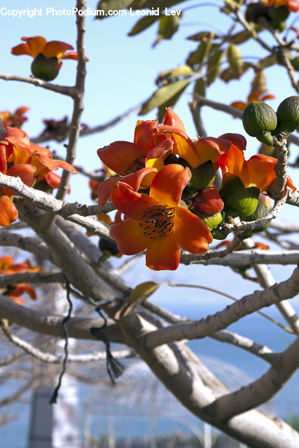 Fruit, Persimmon, Fig, Blossom, Flora, Flower, Petal