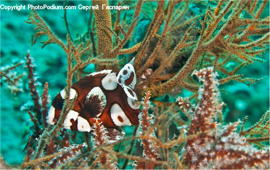 Coral Reef, Outdoors, Reef, Sea, Sea Life, Water, Amphiprion