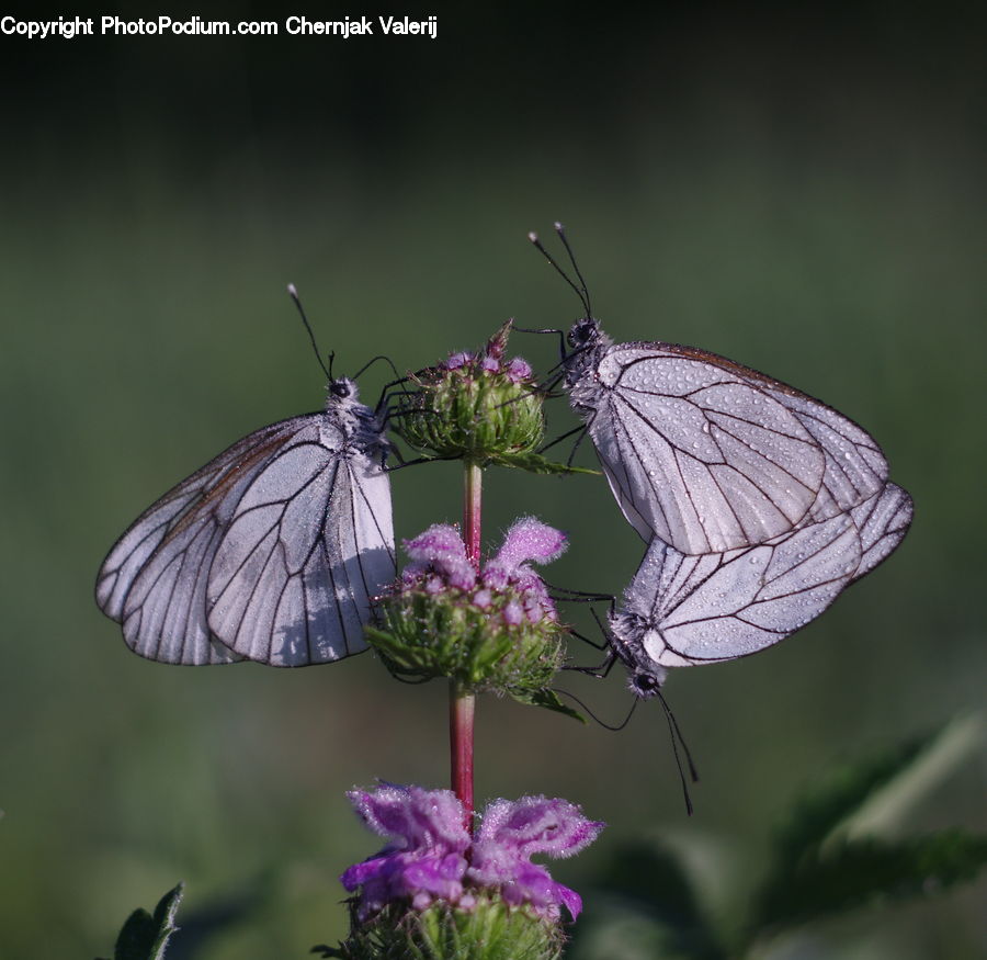 Butterfly, Insect, Invertebrate, Allium, Blossom, Flora, Flower