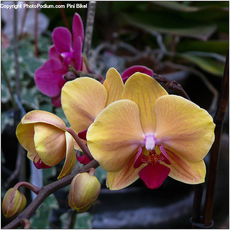 Blossom, Flora, Flower, Orchid, Plant, Geranium, Crocus