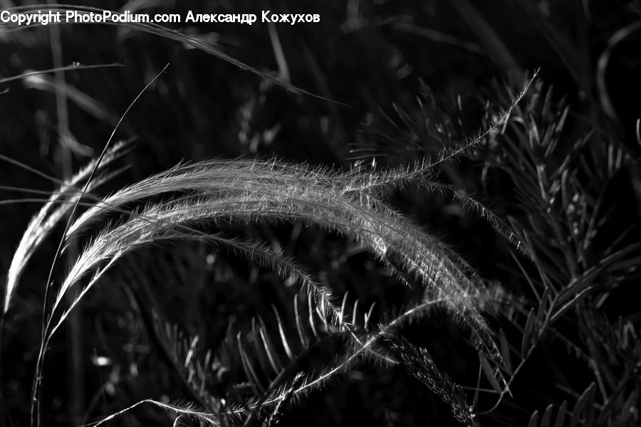 Grain, Grass, Plant, Wheat, Fern, Blossom, Flora
