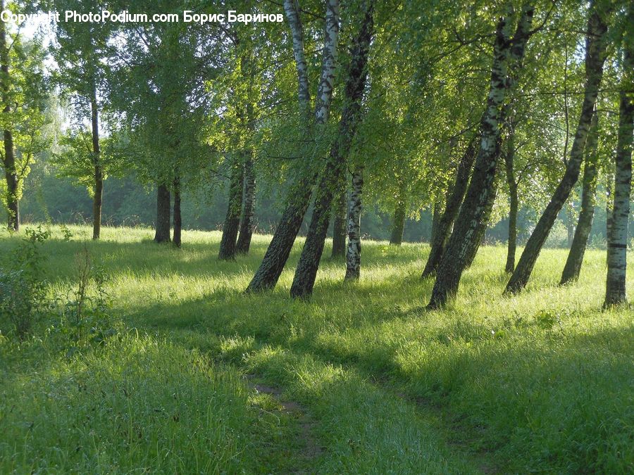 Forest, Grove, Land, Vegetation, Field, Grass, Grassland