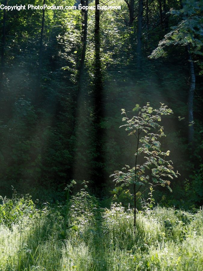 Forest, Vegetation, Jungle, Rainforest, Bush, Plant, Conifer