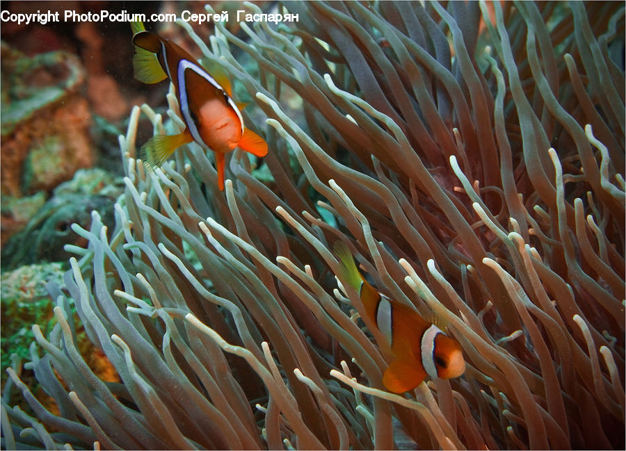 Amphiprion, Fish, Sea Life, Coral Reef, Outdoors, Reef, Sea