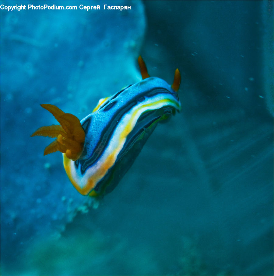 Fish, Sea Life