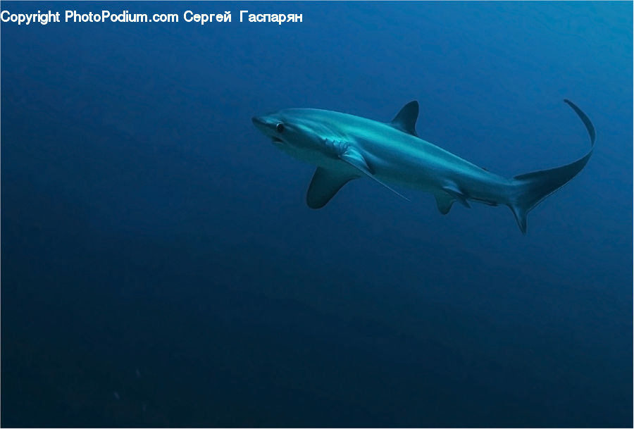 Fish, Sea Life, Shark