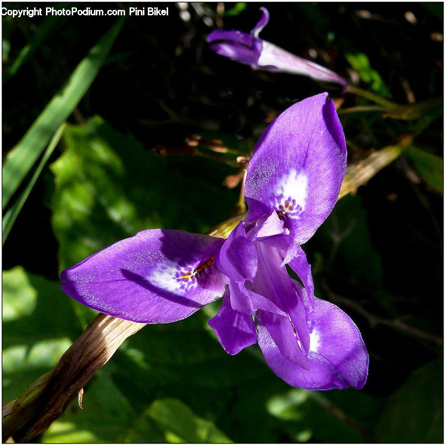 Blossom, Crocus, Flora, Flower, Plant, Violet, Iris